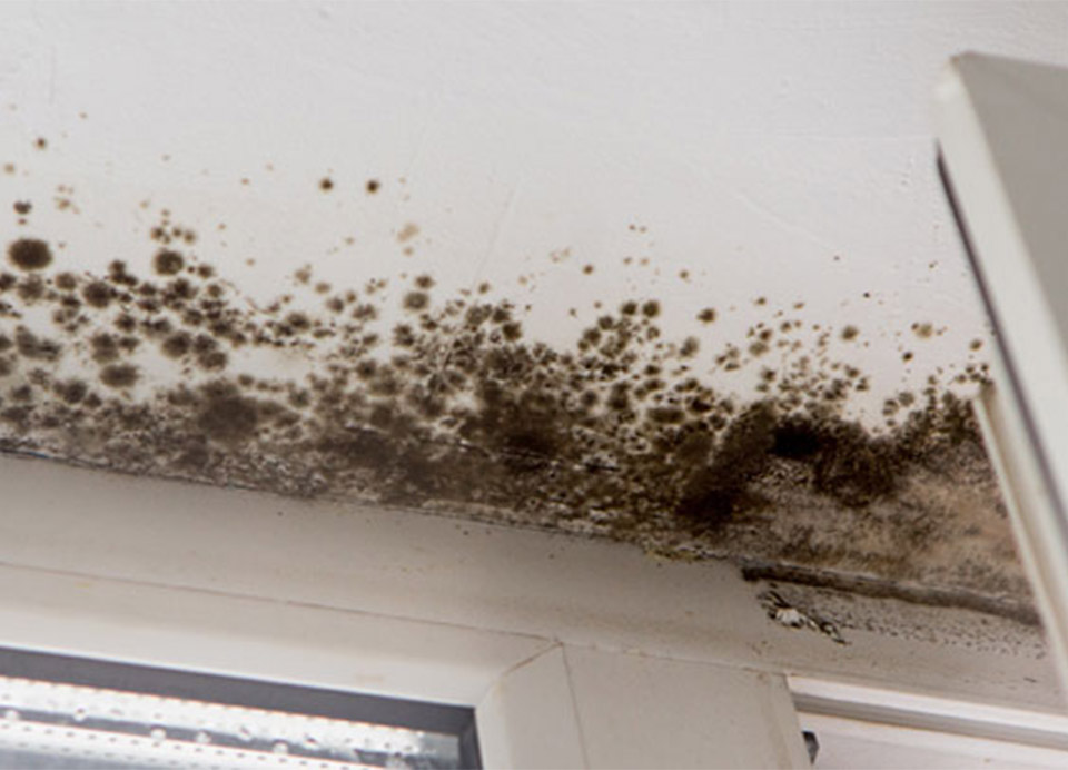 black mold on a ceiling - representing mold testing