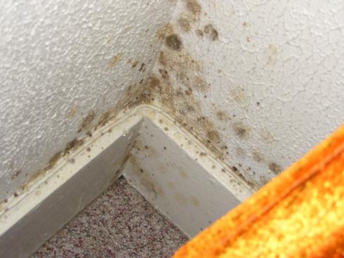 mold in the corner of a bathroom